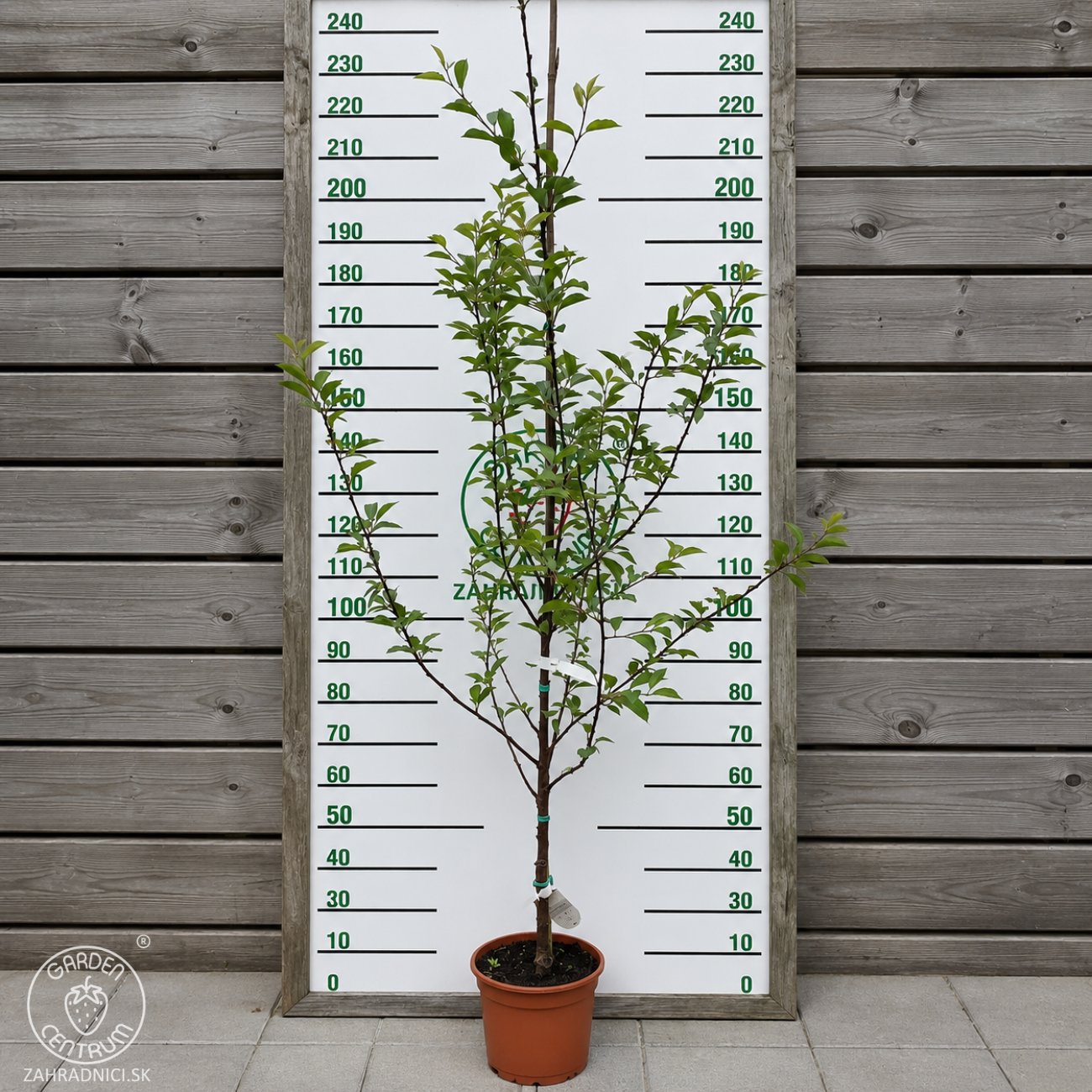 Obrázok Višňa (Prunus cerasus) ´GRONIASTA´ - stredne skorá, výška 150-180 cm, kont. C5L